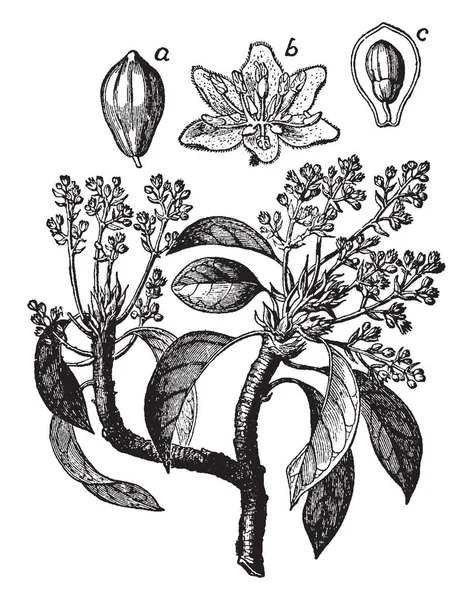 Kép Mutatja Avokadófa Különböző Részein Azt Mutatja Ágak Gyümölcsök Virágok — Stock Vector