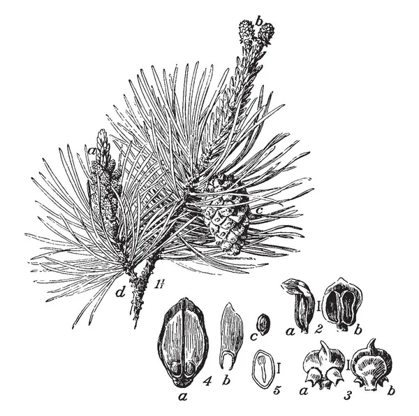一幅图片 显示了苏格兰松树的各个部分 如树枝 心皮形成鳞片 种子翅 种子的切片显示胚胎等 复古线画或雕刻插图 — 图库矢量图片