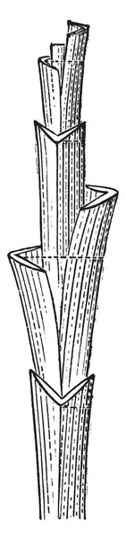 Картинка Показывающая Стадию Развития Волокна Bast Продольное Сечение Готовых Бастовых — стоковый вектор
