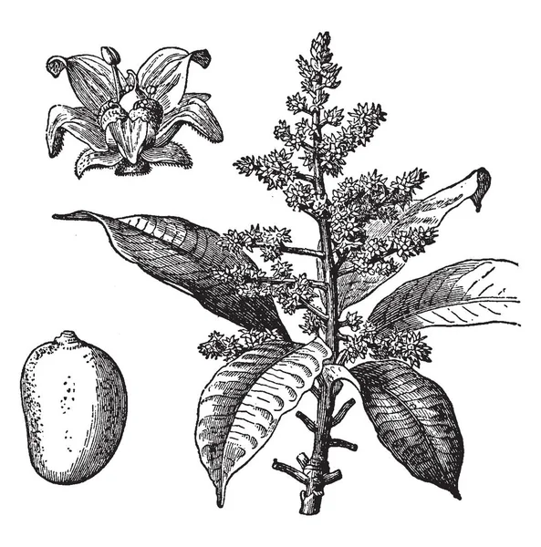 Grandes Frutas Amarillentas Dulces Que Crecen Árbol Países Calientes Dibujo — Archivo Imágenes Vectoriales