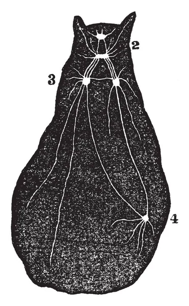 Diagrama Tipo Molusca Que Qualquer Membro Grande Filo Molusca Animais — Vetor de Stock