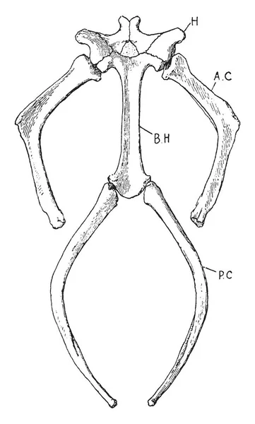 Hyoid Apparater Radslut Chelonian Vintage Ritning Eller Gravyr Illustration — Stock vektor