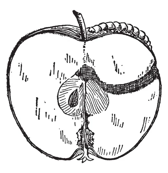 Una Imagen Una Manzana Con Gusano Comiendo Pinchando Una Manzana — Vector de stock
