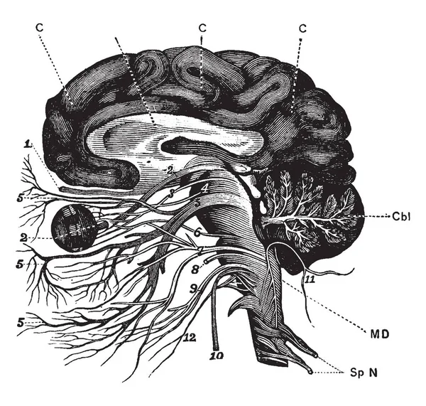 大脑和脑神经部分在部分和侧面看 复古线画或雕刻插图 — 图库矢量图片