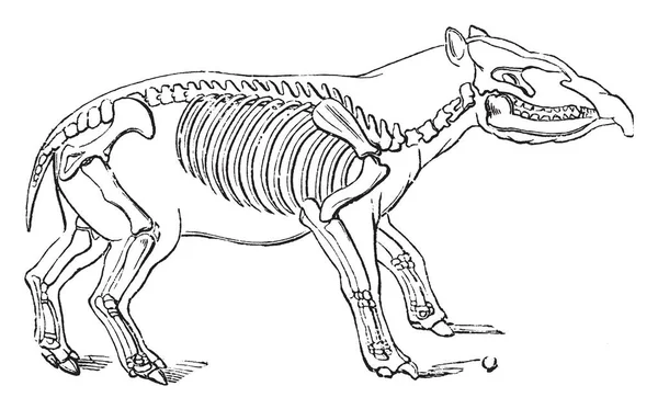 Palaeotherium 这是一个灭绝的貘像哺乳动物 复古线画或雕刻插图 — 图库矢量图片