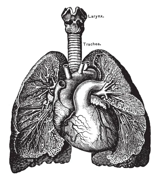 心臓と肺 ビンテージの線の描画や彫刻イラスト — ストックベクタ
