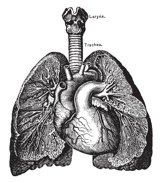 Cuore Polmoni Disegno Linee Vintage Illustrazione Dell Incisione — Vettoriale Stock