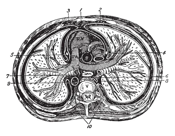 Toraks, vintage çizgi çizme veya oyma illüstrasyon enine bölümünü.