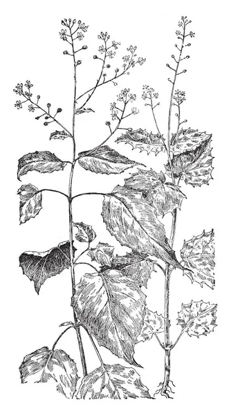 Bir resim Enchanters İtüzümü, olarak da bilinen Circaea Lutetiana gösteriyor. Evening Primrose ailesine ait. Bu: sol Enchanters itüzümü ve alp Enchanters İtüzümü, vintage çizgi çizme veya oyma illüstrasyon hakkıdır.