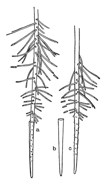 Sont Les Racines Usine Jacinthe Eau Est Une Plante Soluble — Image vectorielle