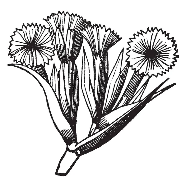 Las Hojas Flores Fasciculares Agolpaban Flor Única Llevada Largo Hoja — Vector de stock