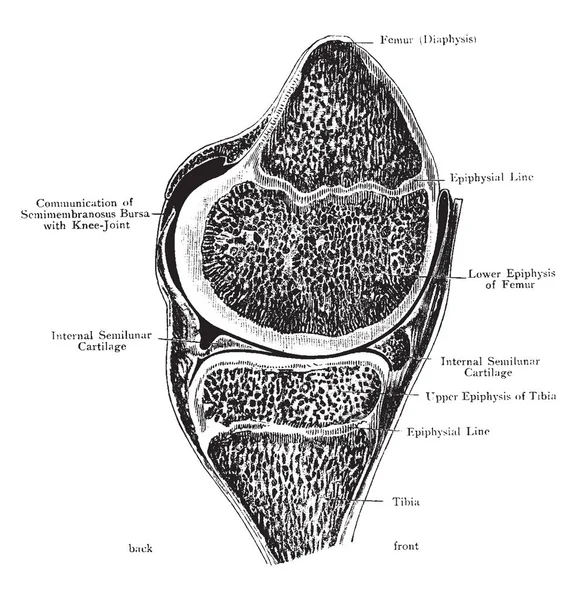 Esta Ilustración Representa Sección Sagital Través Articulación Rodilla Dibujo Línea — Vector de stock