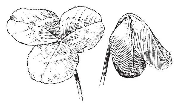 Illustration Rödklöver Blad Bladen Suppleant Trifoliate Med Tre Broschyrer Vintage — Stock vektor