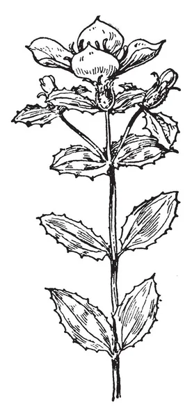 Denna Bild Visar Att Rhexia Ciliosa Art Blommande Växter Artens — Stock vektor