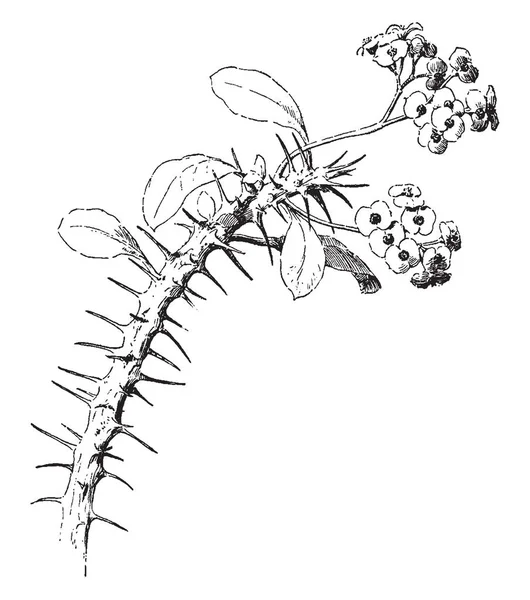 Картина Показывает Великолепие Euphorbia Входит Семейство Euphorbiaceae Тернии Мертвые Сухие — стоковый вектор
