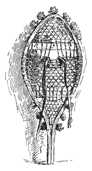 加拿大雪鞋是一个签约椭圆形在前面和指出后 复古线画或雕刻插图 — 图库矢量图片
