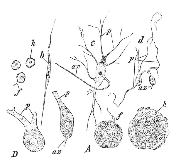 Verschiedene Formen Von Ganglienzellen Vintage Linienzeichnung Oder Gravierillustration — Stockvektor