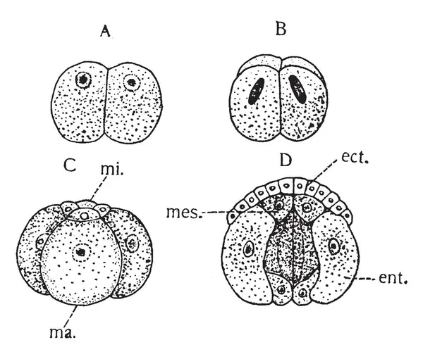 Gastropod Segmentation Est Groupe Très Diversifié Mollusques Qui Comprend Entre — Image vectorielle