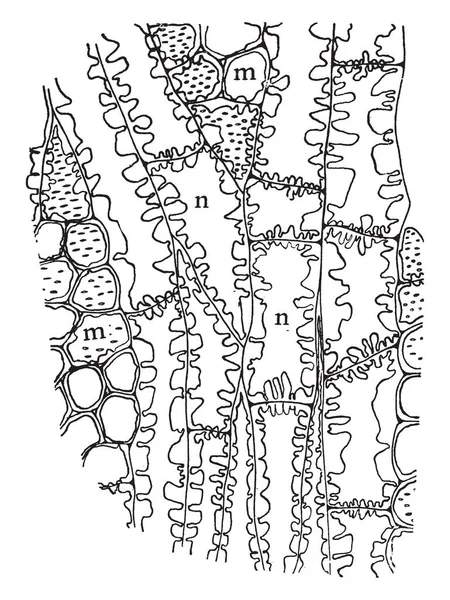 一张照片显示的是林奈 伊科桑德里亚 这是植物的性系统 这里有二十多个雄蕊 复古线画或雕刻插图 — 图库矢量图片