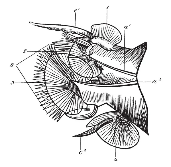 Nansenia Pelagica Acicula または Notopodium Neuropodium ビンテージのサポート毛線図面やイラストを彫刻 — ストックベクタ