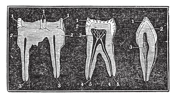 人間馬と犬と馬 ビンテージの線描画や彫刻イラストの臼歯の左に最初のイメージの臼歯 — ストックベクタ