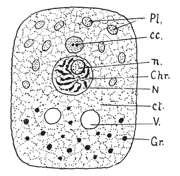 Cell Consists Three Parts Vintage Line Drawing Engraving Illustration — Stock Vector