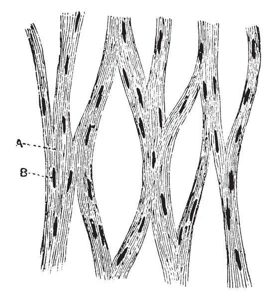 Denna Illustration Representerar Unstriped Muskel Marsvin Vintage Linje Ritning Eller — Stock vektor