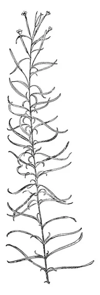 사진을 보여주는 Densum 바늘꽃속 Densum 합니다 그것은 바늘꽃속 Strictum 알려져 — 스톡 벡터