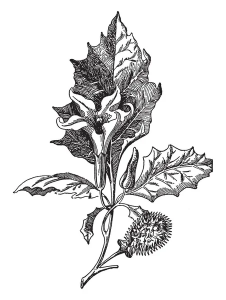 Imagen Maleza Jimson Bien Conocida Como Datura Stramonium Una Planta — Archivo Imágenes Vectoriales