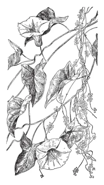 一幅图片 显示旋花和菟丝子静脉 漏斗形花和心形叶附着于树枝和植物茎一般缠绕 复古线画或雕刻插图 — 图库矢量图片
