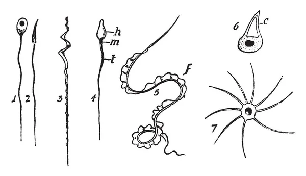 Незрелые Зрелые Сперматозоиды Улитки Рисунок Винтажной Линии Гравировка — стоковый вектор