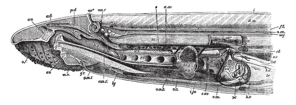 Dissection Female Sea Lamprey Petromyzon Marinus Vintage Line Drawing Engraving — Stock Vector