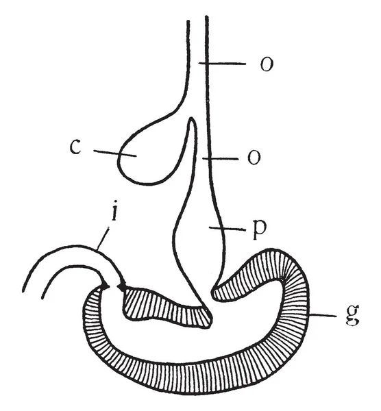 Diagramm Des Magens Und Der Speiseröhre Des Geflügels Vintage Linienzeichnung — Stockvektor