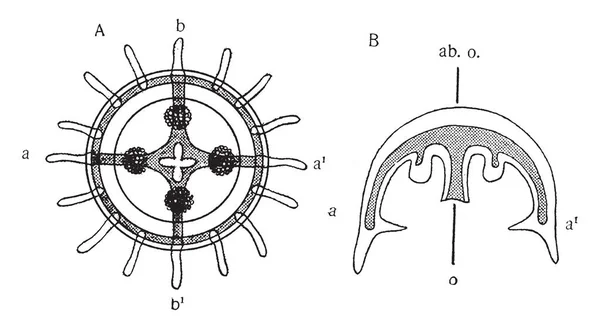 Medusa Que Visto Partir Extremidade Oral Eixo Principal Desenho Linha — Vetor de Stock