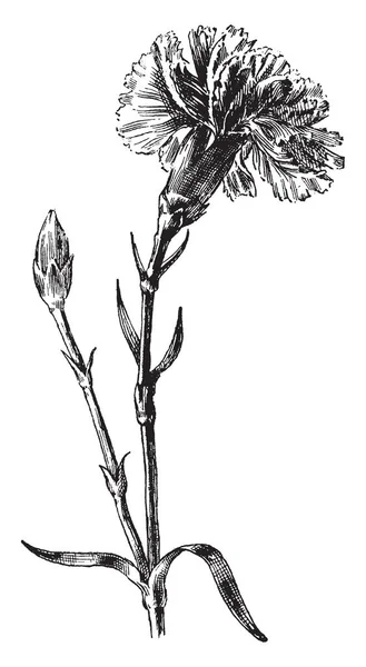 Szegfű Így Nevezik Virágok Isten Alrendjébe Dianthus Vintage Vonalas Rajz — Stock Vector