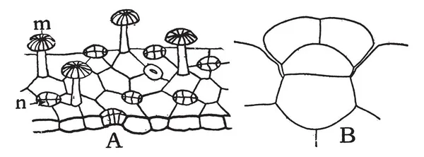 書籍は紙 羊皮紙 または類似の材料のビンテージ線描画や彫刻イラストのシートのセット — ストックベクタ