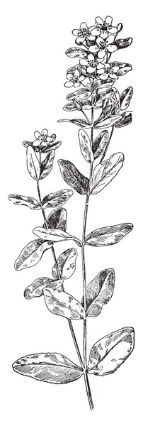 这张照片显示了一张 Tomentosa 茎又长又薄 叶子是小的 每一片叶子分开生长 这是从岩石玫瑰家族 复古线画或雕刻插图 — 图库矢量图片