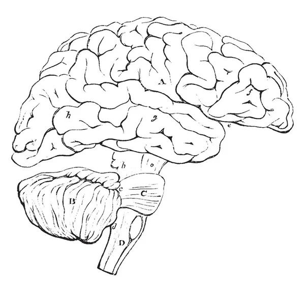 오른쪽 빈티지 그림에서 Encephalon의 — 스톡 벡터