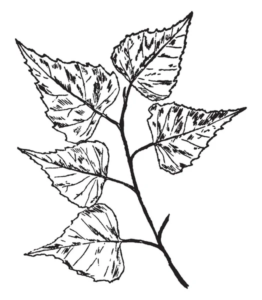 Αυτό Είναι Ένα Φύλλα Στο Πλαίσιο Και Είναι Τσιγγούνης Εκλεκτής — Διανυσματικό Αρχείο