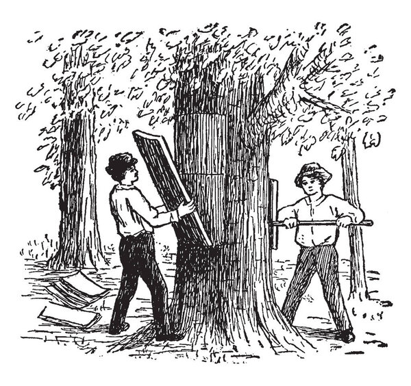 A buoyant light brown substance obtained from the outer layer of the bark of the cork oak, vintage line drawing or engraving illustration.