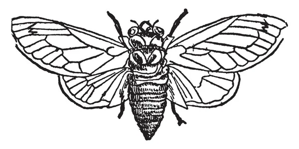 Sjutton Locust Spenderar Sjutton Underjordiska Utfodring Rötterna Träd Vintage Linje — Stock vektor