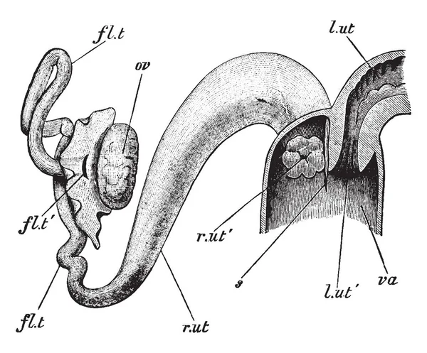 Extremo Anterior Vagina Con Útero Derecho Dibujo Línea Vintage Ilustración — Archivo Imágenes Vectoriales