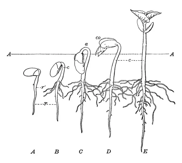 発芽中に豆の種が開発 ビンテージの線描画や彫刻図の つの段階 — ストックベクタ