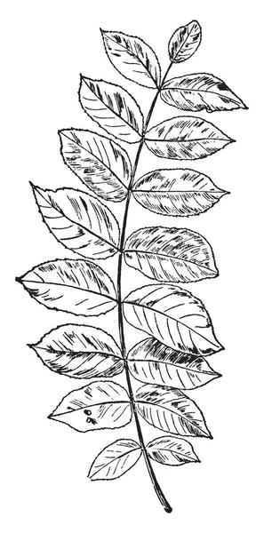 Esta Ilustración Representa Bean Leaf Beetle Larva Dibujo Línea Vintage — Vector de stock