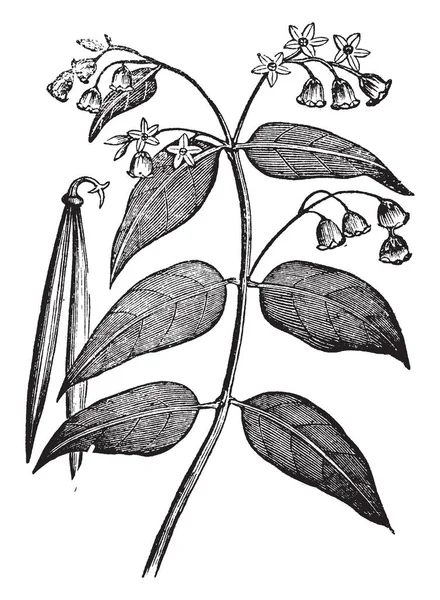 Μια Εικόνα Δείχνει Ένα Φυτό Hardhack Φυτό Ευδοκιμεί Έως Τέσσερα — Διανυσματικό Αρχείο