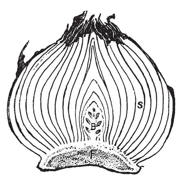 Görüntü Lale Ampul Boyuna Bölümü Gösterir Parçaların Çoğu Sağlam Kök — Stok Vektör