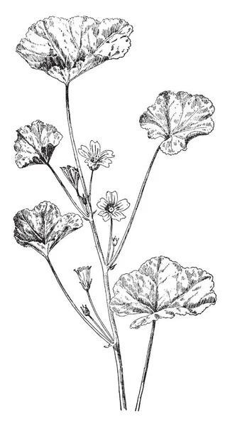 Векторна Ілюстрація Рослини Квітами Вінтажний Малюнок Лінії — стоковий вектор