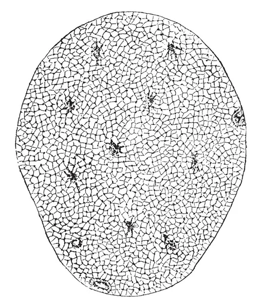Поперечное Сечение Одной Мышц Гиппокампа Окрашенной Хлоридным Золотом Рисунок Винтажной — стоковый вектор
