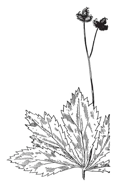 Bir resim Maryland siyah Snakeroot'a bitki gösterir. Yaprakları ile aynı noktadan yayılan derin kazıma loblar kaba dişli. Çiçekler yeşilimsi beyaz, vintage çizgi çizme veya oyma illüstrasyon.