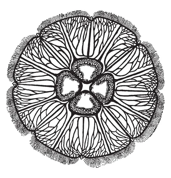 奥雷利亚是一种广泛研究的奥雷利亚属物种 复古线条绘画或雕刻插图 — 图库矢量图片